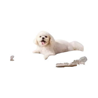 Saatva Pet Bed
